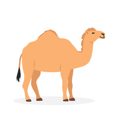 Dromedary camel simple vector illustration. One-humped camel cartoon clipart, animal in flat style. Farm animals concept, rural farming. Livestock desert animal camel vector design isolated on white