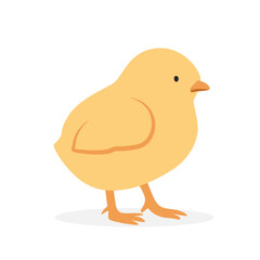 Baby chicken chick simple vector illustration. Yellow chick cartoon clipart, animal in flat style. Farm animals concept, rural farming. Livestock poultry baby chicken vector design isolated on white