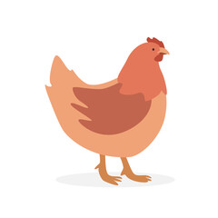 Chicken hen simple vector illustration. Hen female chicken cartoon clipart, animal in flat style. Farm animals concept, rural farming. Livestock poultry hen vector design isolated on white background