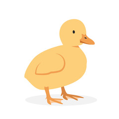 Baby duck duckling vector illustration. Cute yellow duckling cartoon clipart, animal in flat style. Farm animals concept, rural farming. Livestock poultry baby duck vector design isolated on white