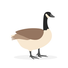 Goose simple vector illustration. Cute Canada goose cartoon clipart, animal in flat style. Farm animals concept, rural farming. Livestock poultry goose vector design isolated on white background