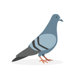 Pigeon simple vector illustration. Dove or pigeon cartoon clipart, animal in flat style. Farm animals concept, rural farming. Livestock poultry pigeon vector design isolated on white background