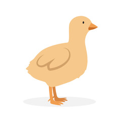 Baby turkey poult simple vector illustration. Poult cartoon clipart, animal in flat style. Farm animals concept, rural farming. Livestock poultry baby turkey vector design isolated on white background