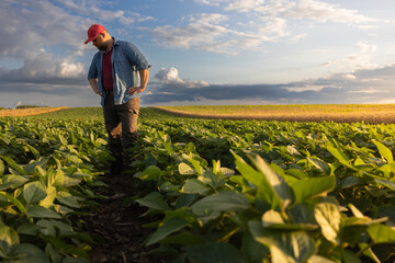 Fototapeta premium Young farmer in soybean fields