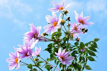 皇帝ダリアの花