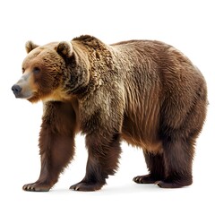 Obraz premium Bear full body isolated on white