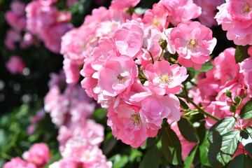 ピンク色のバラ