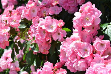 ピンク色のバラ