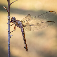 dragonfly on a branch