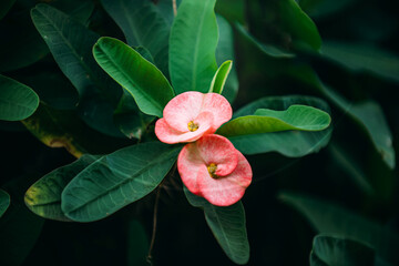Euphorbia milii flowers blooming on a green bush.