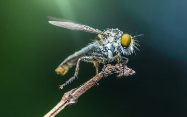 Robber fly covered in dew posing on a branch.
