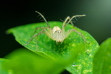Lynx spider perched on a green leaf.