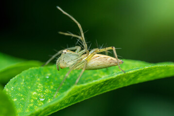 Lynx spider perched on a green leaf.