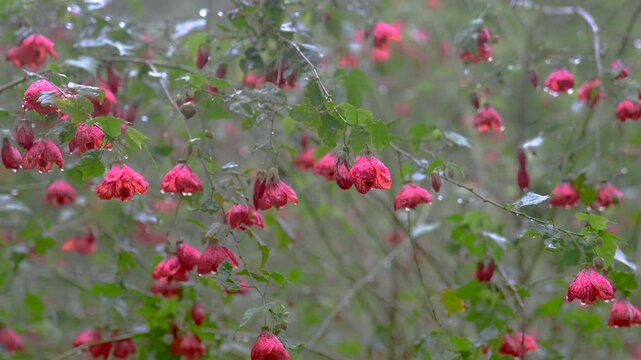 Close up swaying Abutilon flowers, Chinese Lantern in wind after rain, with drops on petals. Flowering shrub blooms in garden early in morning, freshness of nature after rainfall