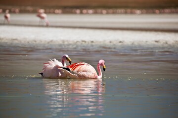 Two flamingos wading in a tranquil water setting with a soft background.