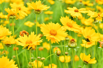 Naklejka premium 黄色の花