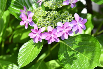 ピンク色の花