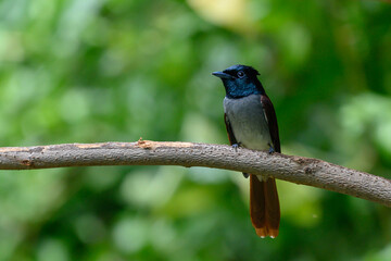 Asian Paradise-Flycatcher