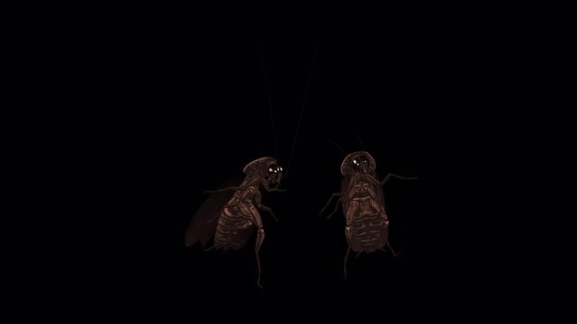 2 Cockroach Pest Bugs - Creepy Dancing Loop - Side View Close Up  - Alpha Channel - Realistic 3D animation isolated on transparent background