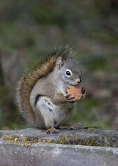 cutie squirrel eating a cookie in Anchorage Zoo