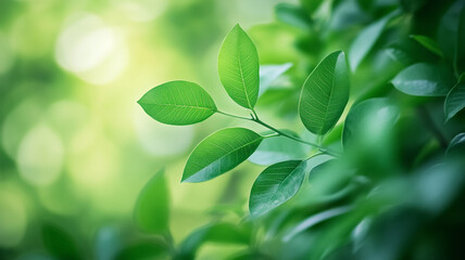 Lush green leaves illuminated by soft sunlight in a tranquil garden setting during springtime