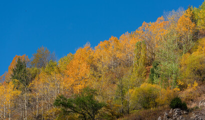 Mixed forest on a mountainside under a blue sky on an autumn sunny day