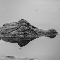crocodile in the water