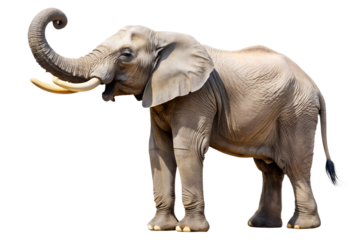 African elephant with raised trunk and tusks isolated on white