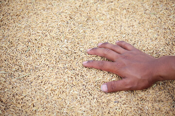 Hand Touching Grain on Agricultural Field