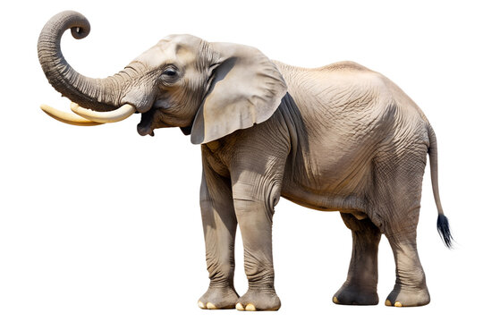 African elephant with raised trunk and tusks isolated on white
