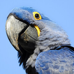 blue and white parrot
