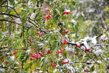 Snow-covered branches with red berries amidst green leaves in a winter landscape.