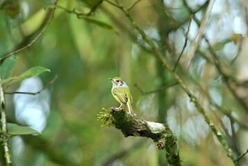 A small bird perched on a moss-covered branch amidst a blurred green background.