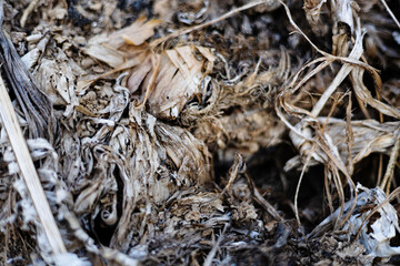 Wood Scraps And Burnt Grass