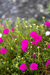 Beautiful Pink Flower