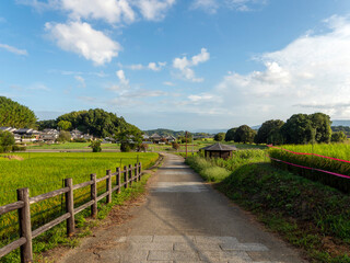 明日香村の橘寺より見る棚田の風景