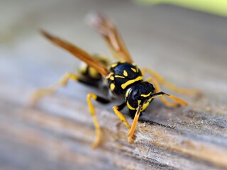 Close-up of a black and yellow insect on a wooden surface.