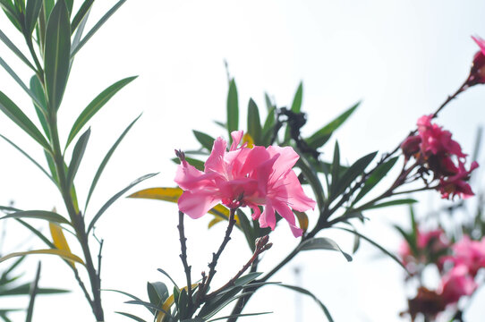 Nerium oleander, APOCYNACEAE or APOCYNOIDEAE or Nerium indicum Mill or Nerium odorum Aiton or Nerium oleander L or Oleander or Rose Bay or Sweet Oleander and sky background