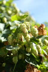 Hop bushes. Wild hops. Hops for brewing. Hops.