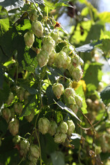 Hop bushes. Wild hops. Hops for brewing. Hops.