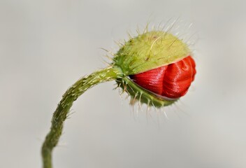 A close-up of a red flower bud on a green stem, showcasing its intricate details.