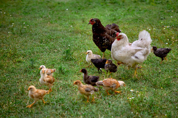 Free range organic agrarian hens leading their chicks through grassy field, teaching them to forage for food. Concept sustainable farming, copy space for text