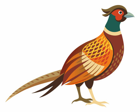 recommend clip art: Common pheasant bird vector art illustration