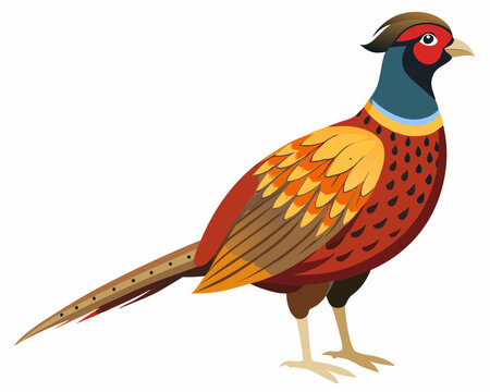 recommend clip art: Common pheasant bird vector art illustration