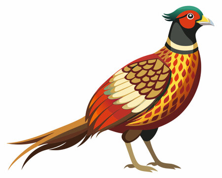 recommend clip art: Common pheasant bird vector art illustration