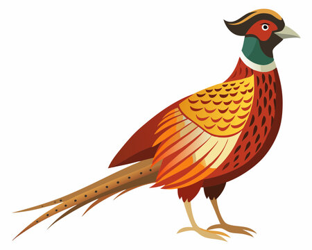 recommend clip art: Common pheasant bird vector art illustration