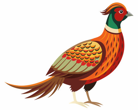 recommend clip art: Common pheasant bird vector art illustration