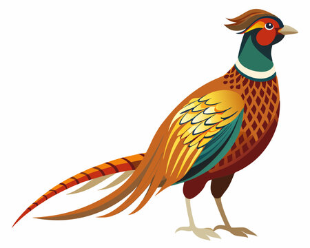 recommend clip art: Common pheasant bird vector art illustration