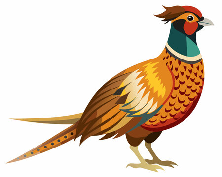 recommend clip art: Common pheasant bird vector art illustration