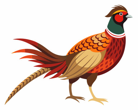 recommend clip art: Common pheasant bird vector art illustration